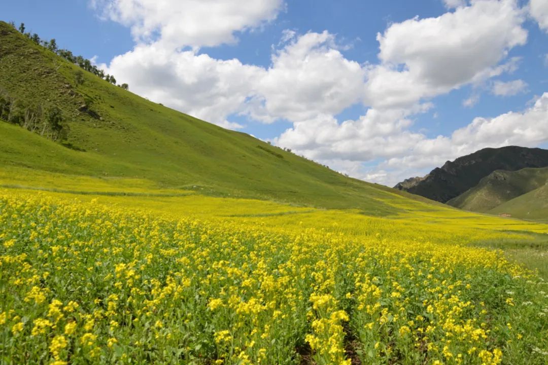 [图] 倾听内蒙古 | 赏月黄花沟 花海度中秋